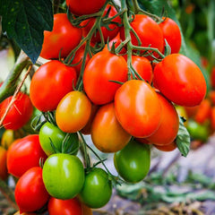 Buy Bonsai Tomato Hybrid Plant Seeds Online in Pakistan | Miniature High Yield