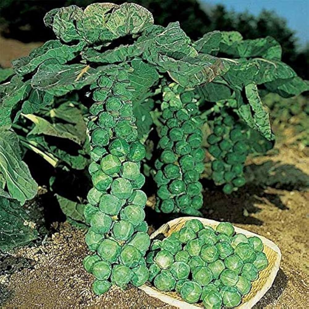 Hybrid Brussels Sprout Seeds  High Yield Winter Vegetable