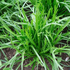 Bucks Horn Plantain Hybrid Seeds in Pakistan  Leafy Herb Seeds for Salads & Garnishes