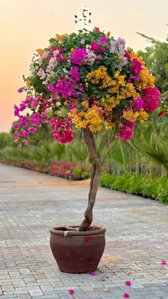 Bushy Bougainvillea/Boganvelia Flowering Plant | Colorful Outdoor Shrub