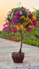 Bushy Bougainvillea/Boganvelia Flowering Plant | Colorful Outdoor Shrub