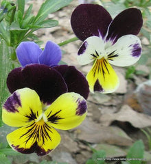 Butterfly Flower Seeds in Pakistan  Attractive Seasonal Blooms for Pollinator Gardens