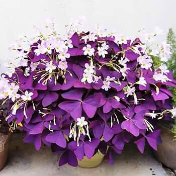 Butterfly Oxalis  Rare Purple Shamrock Bulbs