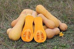 Butternut Squash Seeds (Hybrid) – Nutty Sweet Winter Squash