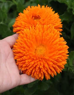 Calendula Double Orange Seeds in Pakistan  Bright Seasonal Orange Flowers