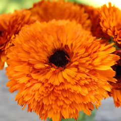 Calendula Double Foron Seeds in Pakistan  Bright Seasonal Orange Double Flowers
