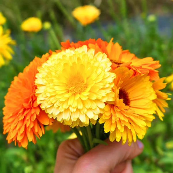 Calendula Pacific Beauty Seeds in Pakistan  Multi-Color Seasonal Flowering Plants