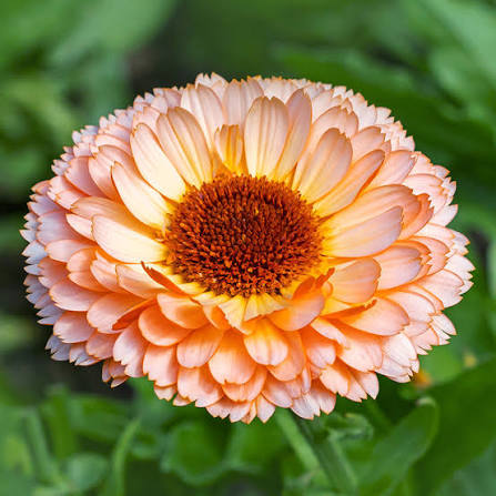 Calendula Pink Surprise Seeds in Pakistan  Unique Seasonal Pink-Orange Flowers