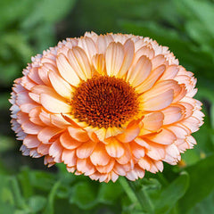 Calendula Pink Surprise Seeds in Pakistan  Unique Seasonal Pink-Orange Flowers