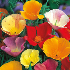 California Poppy Mix Seeds in Pakistan  Colorful Seasonal Flowering Plants