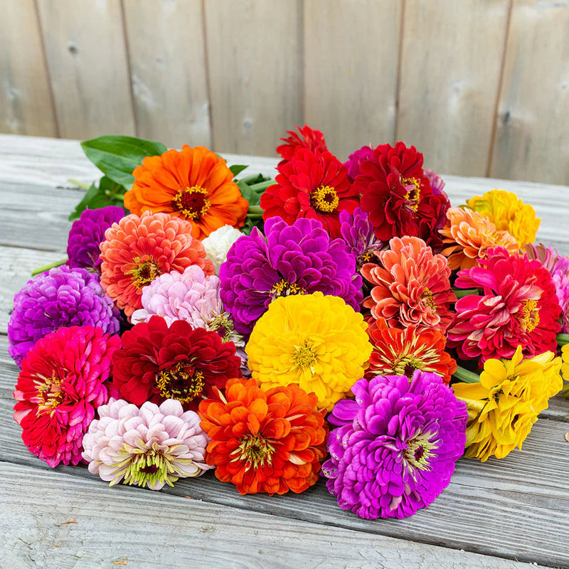 Candytuft Fairy Mix Seeds in Pakistan  Fragrant Seasonal Flowering Plants