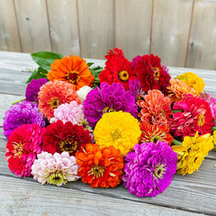 Candytuft Fairy Mix Seeds in Pakistan  Fragrant Seasonal Flowering Plants