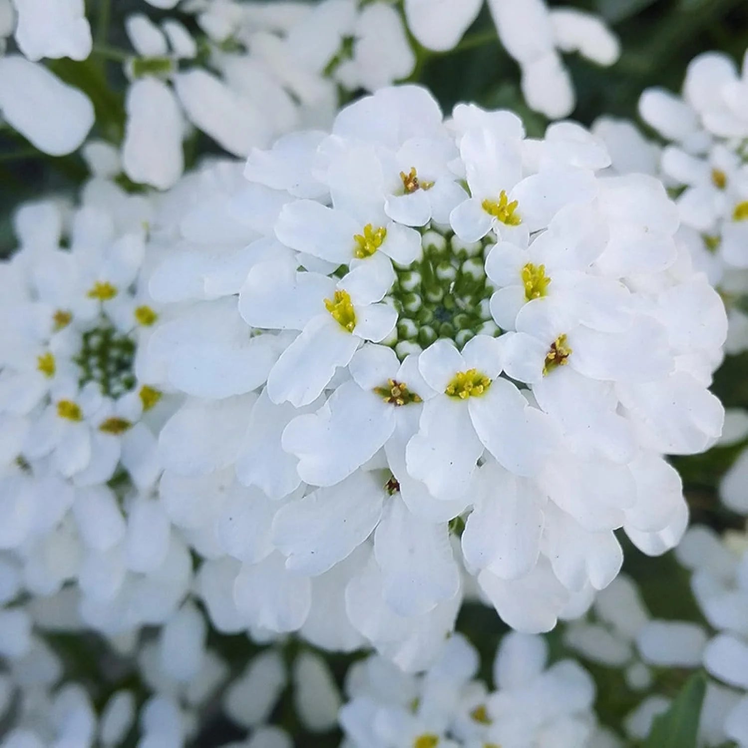 Candytuft White Dwarf Seeds in Pakistan  Compact White Fragrant Flowers