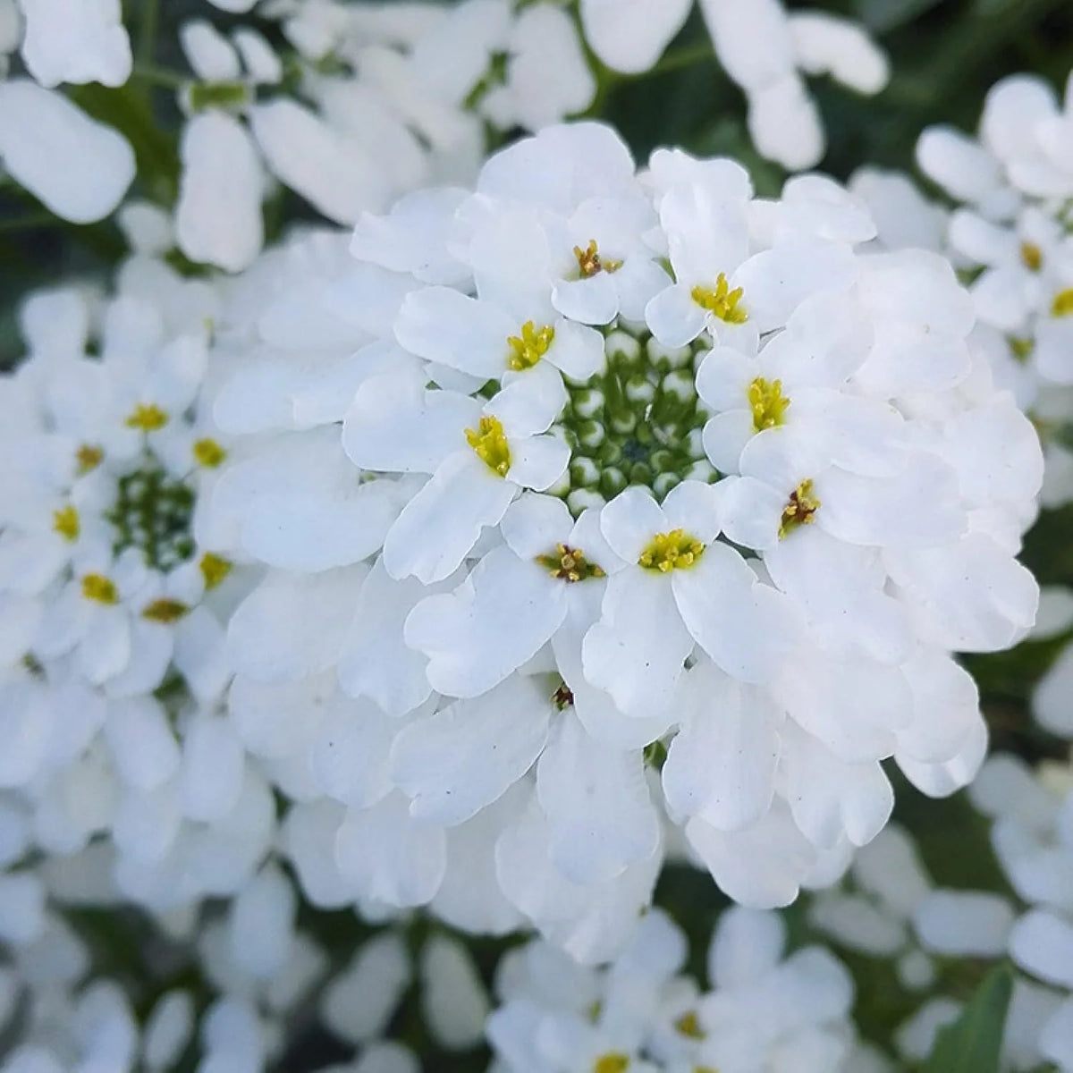 Candytuft White Dwarf Seeds in Pakistan  Compact White Fragrant Flowers