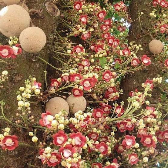 Cannon Ball Plant