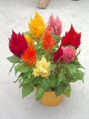 Celosia Plumosa Flower Seeds  Mix Color | Summer Blooming Annuals for Pakistan