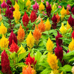 Celosia Dwarf Lilliput Seeds – Compact Colorful Garden Flower