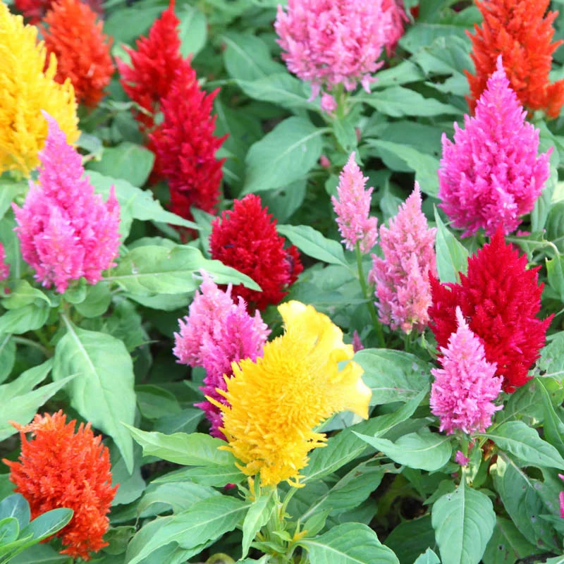 Celosia Plume Mix Seeds – Colorful Feathery Ornamental Flowers