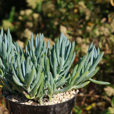 Chalk Stick Succulent – Premium Blue Ornamental Succulent