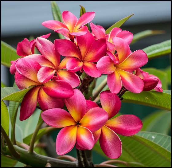 Multi-Colour Champa Plant – Premium Frangipani Flowering Plant