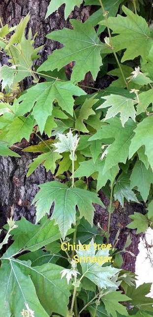 Maple Leaf (Chinar) Plant  Grafted, 2 Years Old, Ornamental Shade Tree