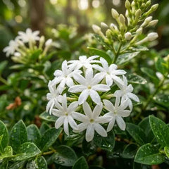 Chandni Plant in Pakistan  Fragrant White Flowering Shrub (Tagar)