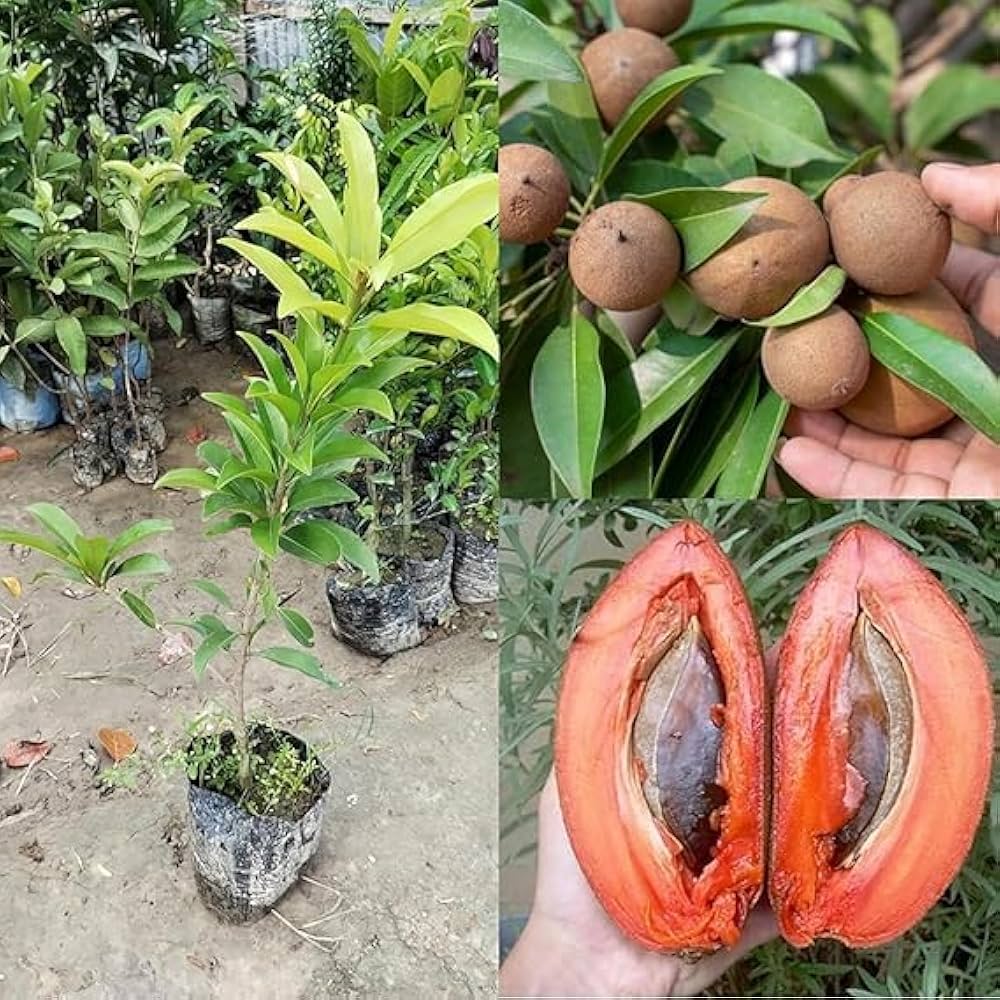 Cheeku (Sapodilla) Plant  Sweet Tropical Fruit Tree