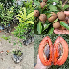 Cheeku (Sapodilla) Plant  Sweet Tropical Fruit Tree