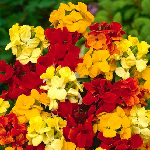 Cheiranthus Tom Thumb Seeds – Dwarf Colorful Wallflower