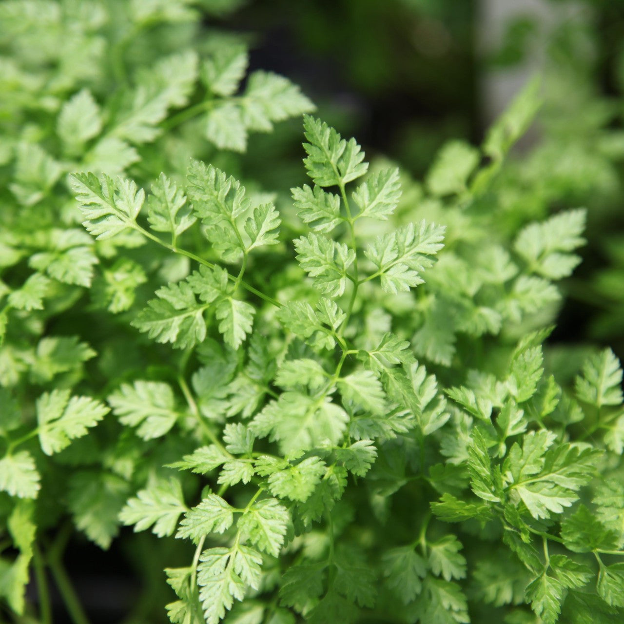 Chervil Hybrid Seeds in Pakistan  Aromatic Herb Seeds for Salads & Cooking