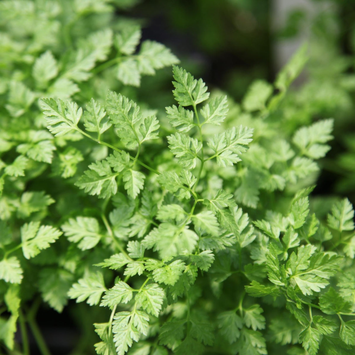 Chervil Hybrid Seeds in Pakistan  Aromatic Herb Seeds for Salads & Cooking