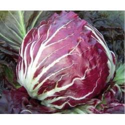 Chicory Purple Hybrid Seeds in Pakistan  Leafy Winter Vegetable for Salads & Gardens