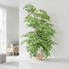 China Doll Plant  Elegant Indoor Beauty with Glossy Leaves