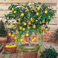 China Lemon  Fruit Plant (2 Years Old)