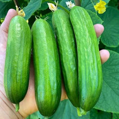 Chinese Cucumber Seeds (Hybrid) – Long & Crisp Summer Cucumber