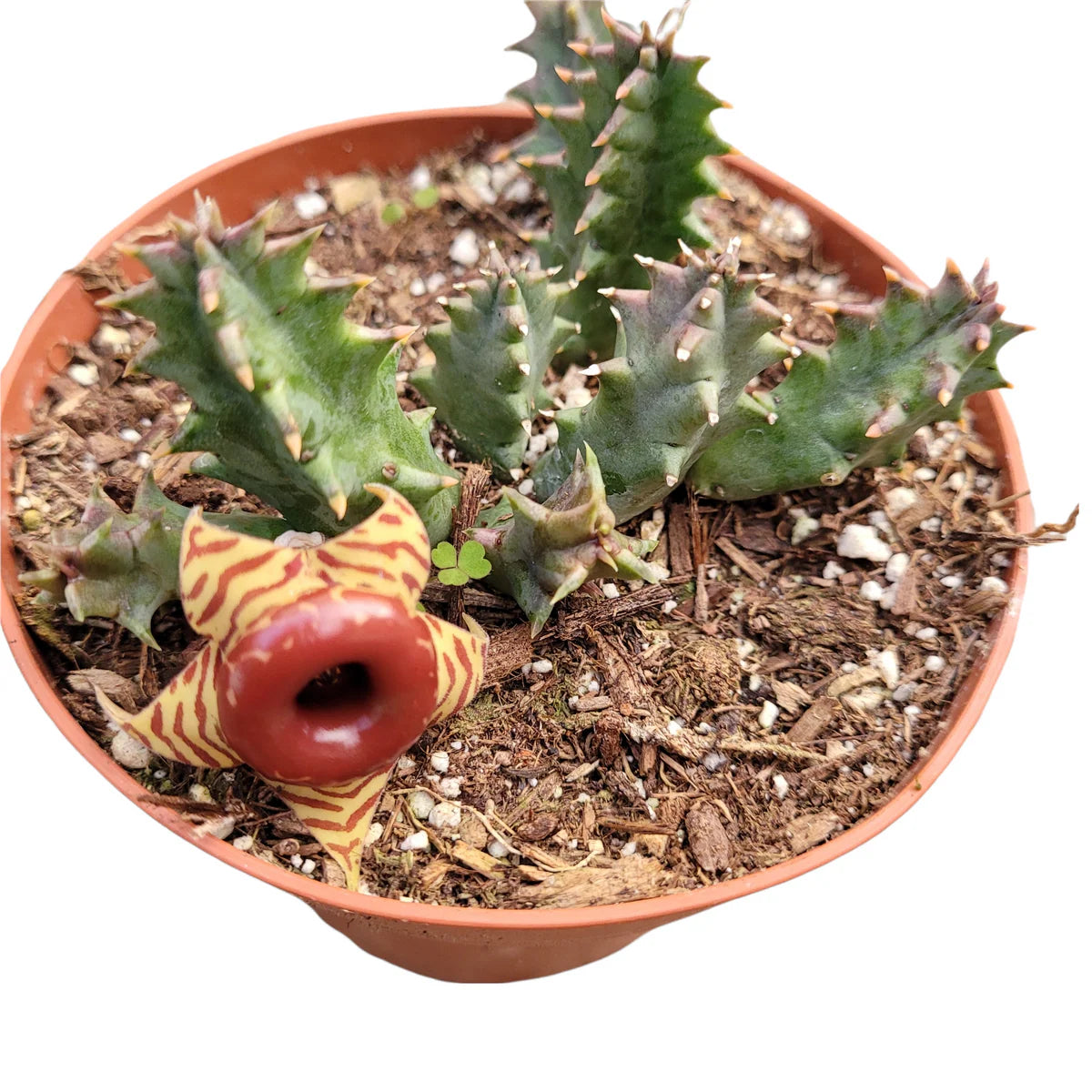 Chong Succulent – Premium Ornamental Succulent Plant