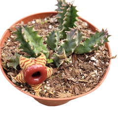 Chong Succulent – Premium Ornamental Succulent Plant