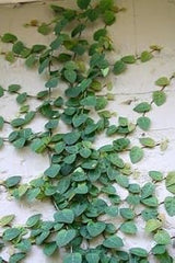 Chipkali Bail (Creeping Fig) | Ficus Repens Climber for Green Walls