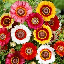 Chrysanthemum Rainbow Mix Seeds in Pakistan  Seasonal Colorful Garden Flowers