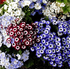 Cineraria Hybrida Mix Seeds in Pakistan  Vibrant Winter Flowering Plants