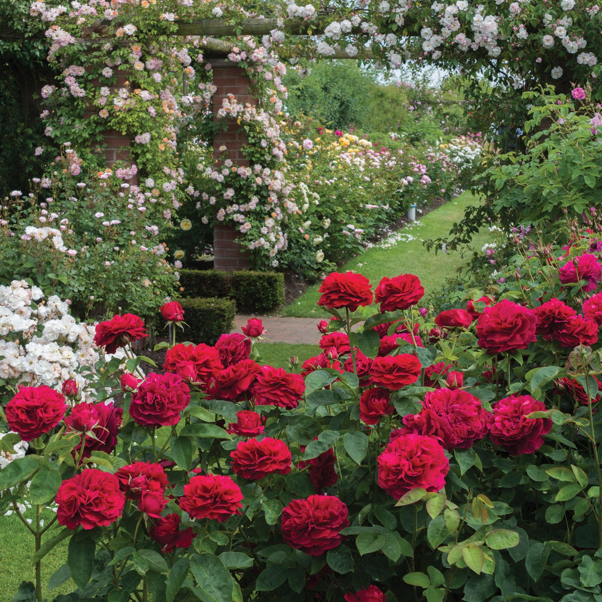 David Austin Red Rose – Deep Crimson Fragrant English Rose