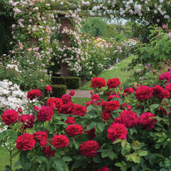 David Austin Red Rose – Deep Crimson Fragrant English Rose