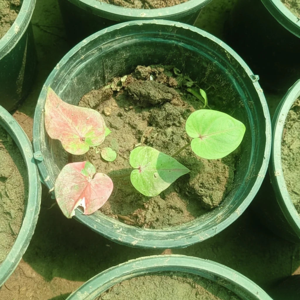 Caladium Plant Variety K – Premium Colorful Foliage Plant