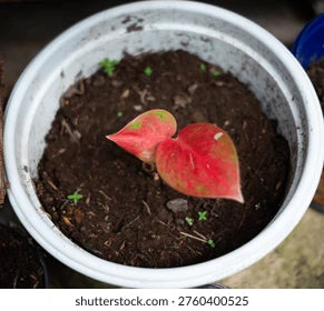 Caladium Plant Variety I – Premium Colorful Foliage Plant