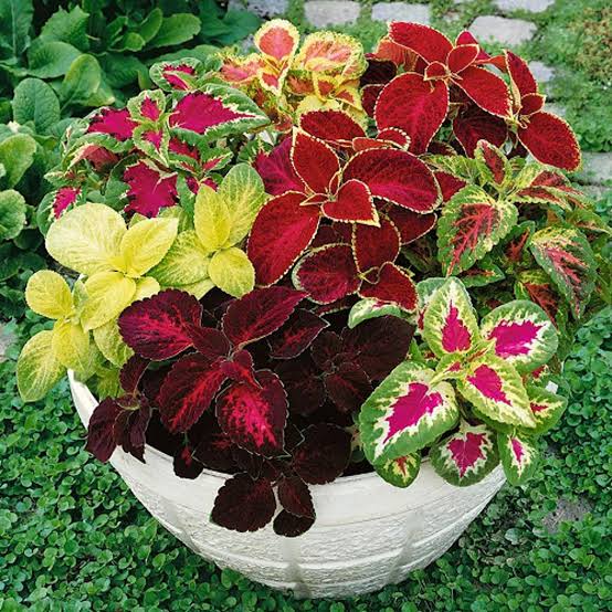 Coleus Rainbow Mix Seeds – Vibrant Ornamental Foliage