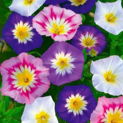 Convolvulus Tricolor Seeds – Vibrant Tricolor Morning Glory