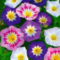 Convolvulus Tricolor Seeds – Vibrant Tricolor Morning Glory