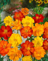 Cosmos Bright Lights Seeds – Colorful Ornamental Flowers