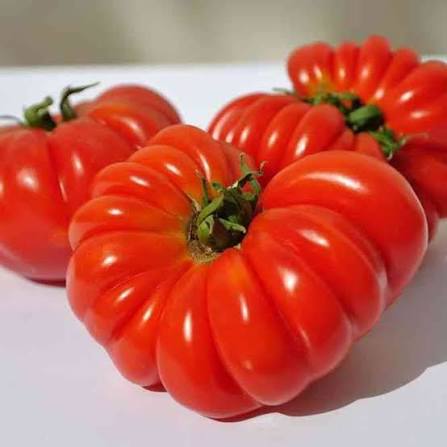 Costoluto Tomato Seeds (Hybrid) – Italian Ribbed Heirloom Variety