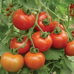Buy Creeper Tomato (Hybrid) Seeds Online in Pakistan | High Yield Climbing Tomato